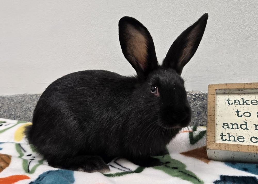 Enlarge Lasagna, a Adoptable Bunny Rabbit in Westford, MA image 4/6