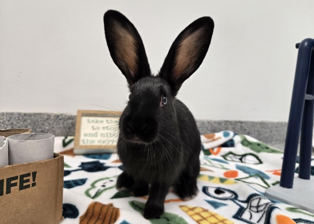Enlarge Lasagna, a Adoptable Bunny Rabbit in Westford, MA image 5/6