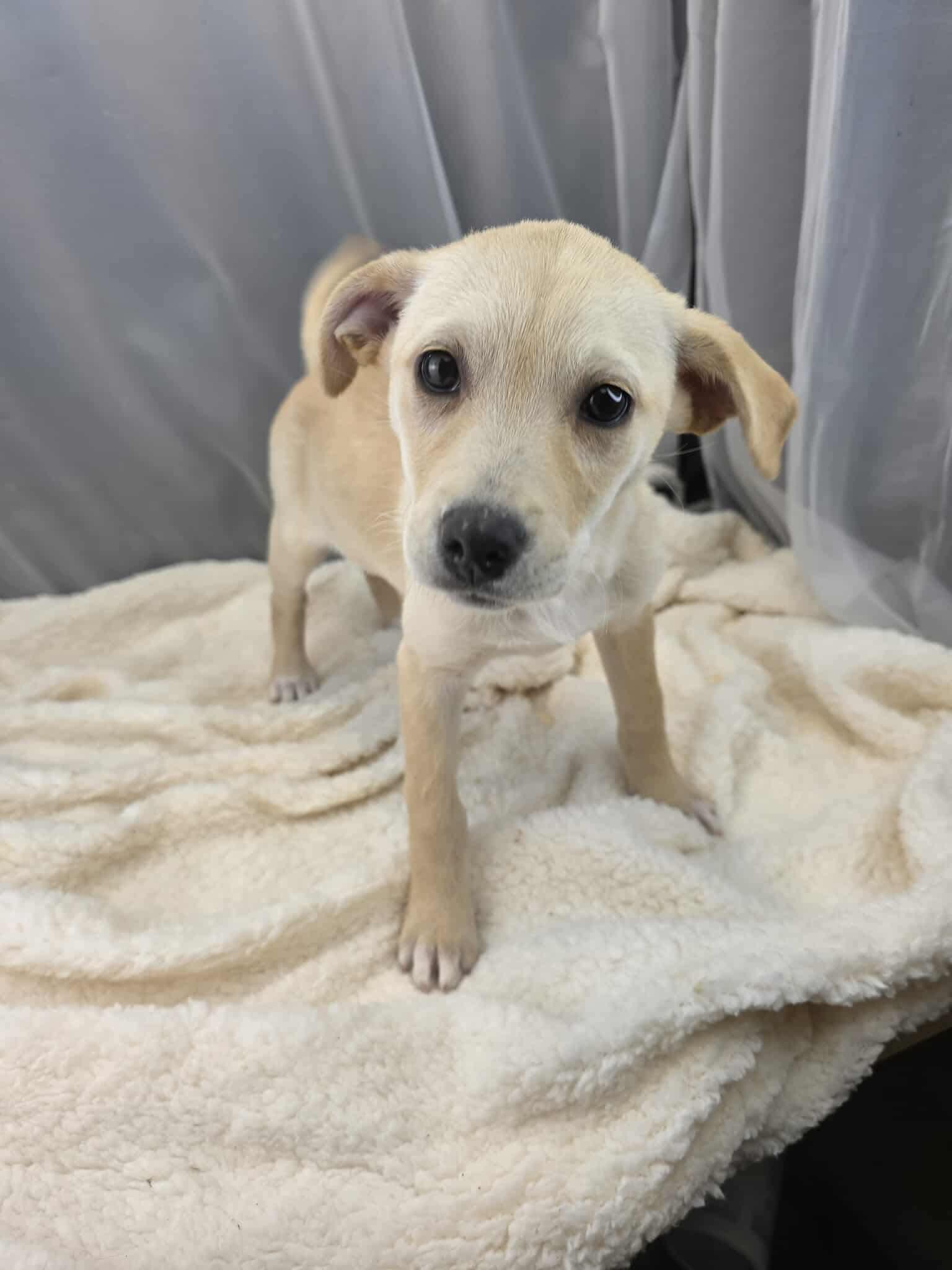 Enlarge Lovey, an adopted mixed breed in Jackson, MI image 6/6