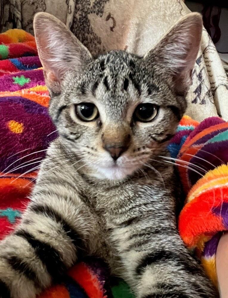 Enlarge Carmen San Diego A. (purple collar), a Adoptable Domestic Short Hair image 1/1