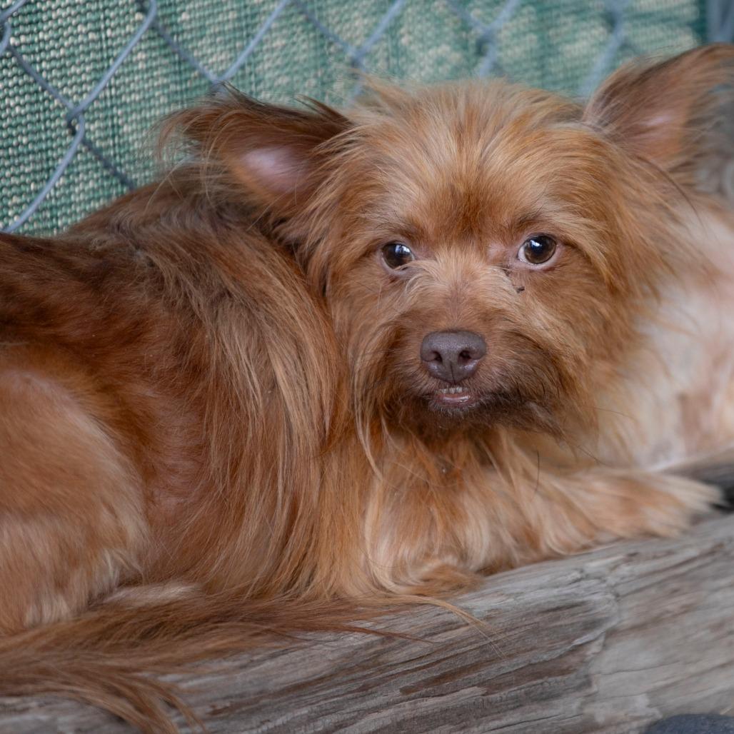 Enlarge Clinton (D25-01), a Adoptable mixed breed in Peyton, CO image 1/6