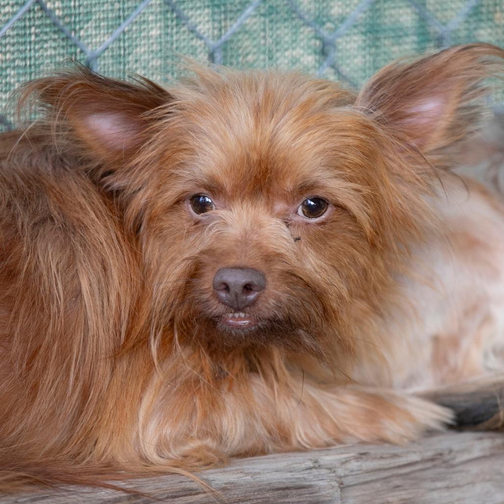 Enlarge Clinton (D25-01), a Adoptable mixed breed in Peyton, CO image 2/6