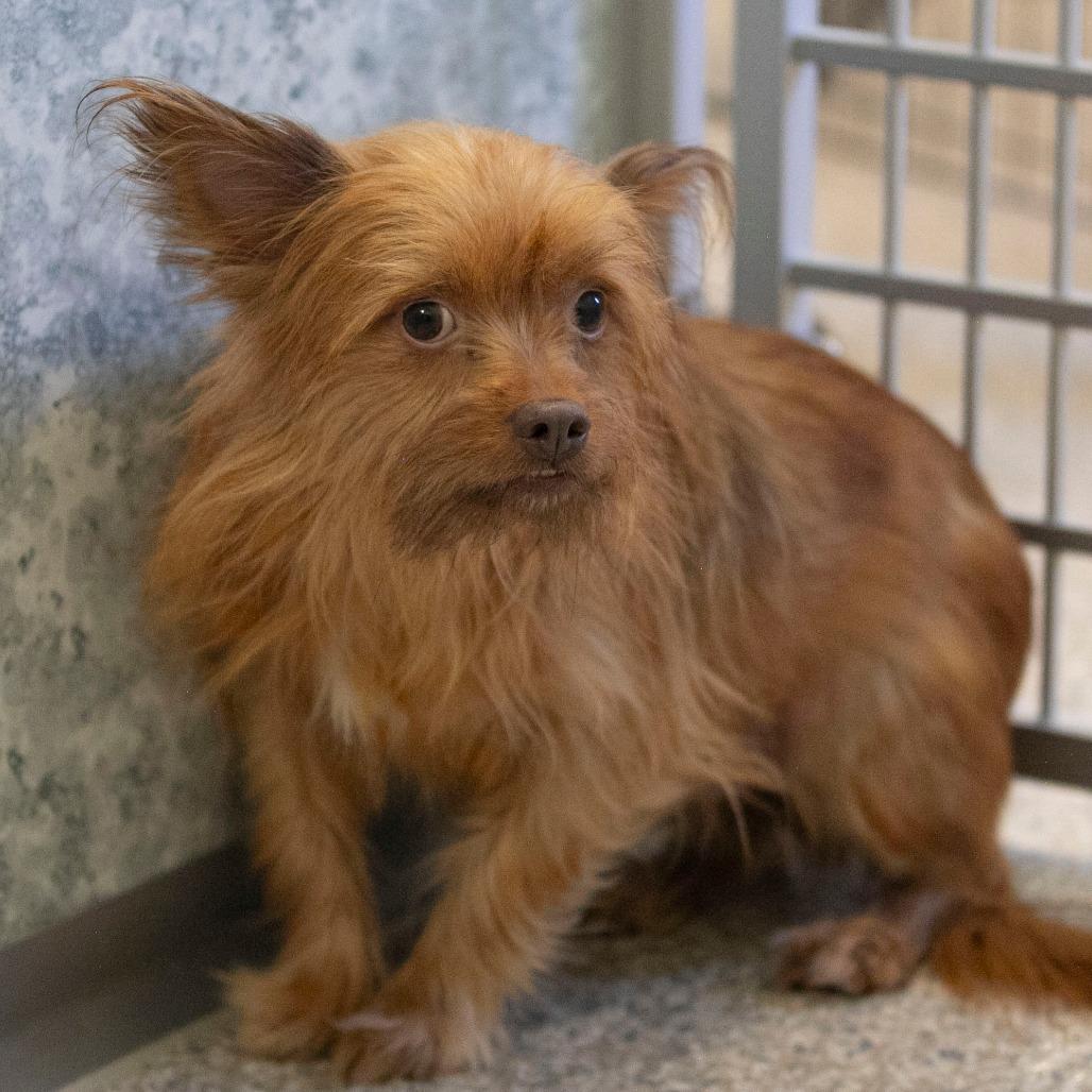 Enlarge Clinton (D25-01), a Adoptable mixed breed in Peyton, CO image 4/6