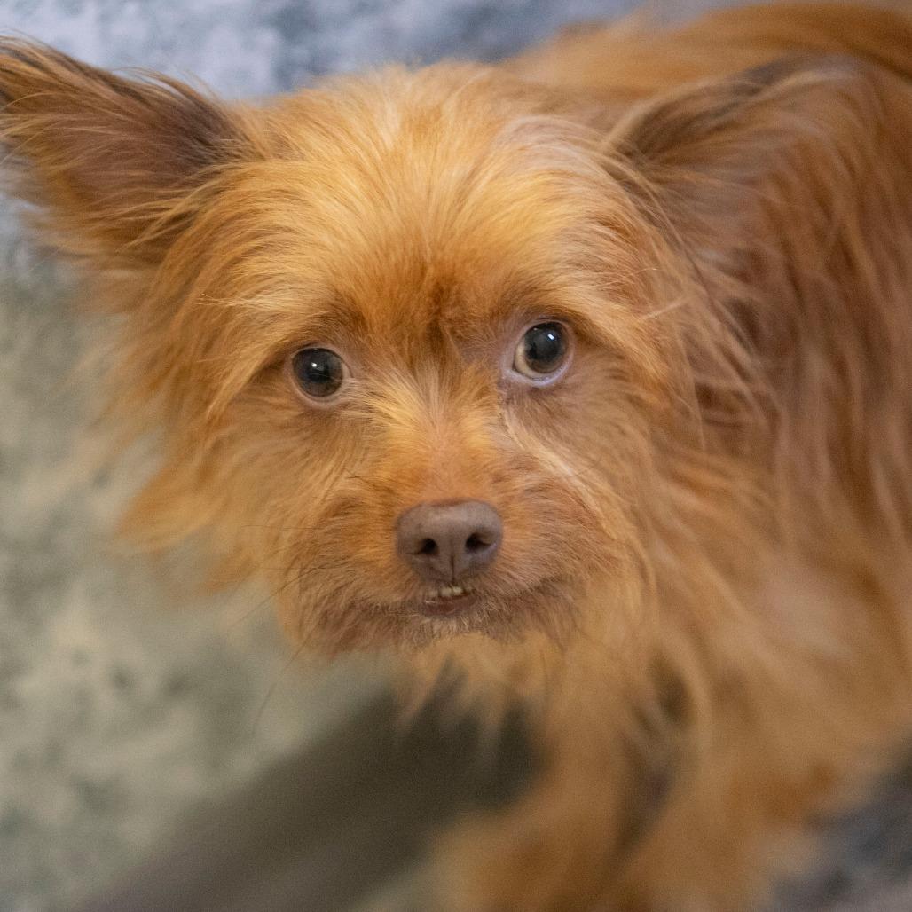 Enlarge Clinton (D25-01), a Adoptable mixed breed in Peyton, CO image 5/6