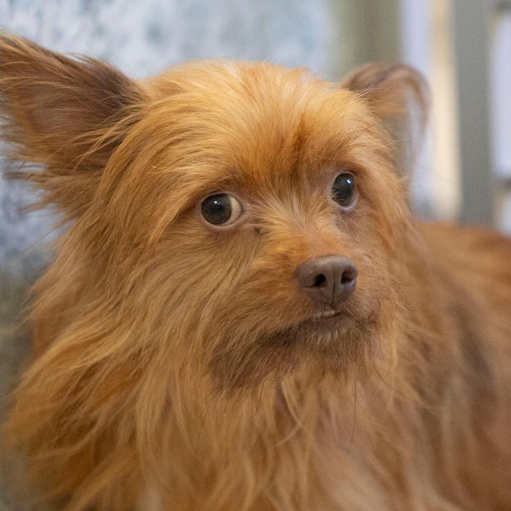 Enlarge Clinton (D25-01), a Adoptable mixed breed in Peyton, CO image 6/6