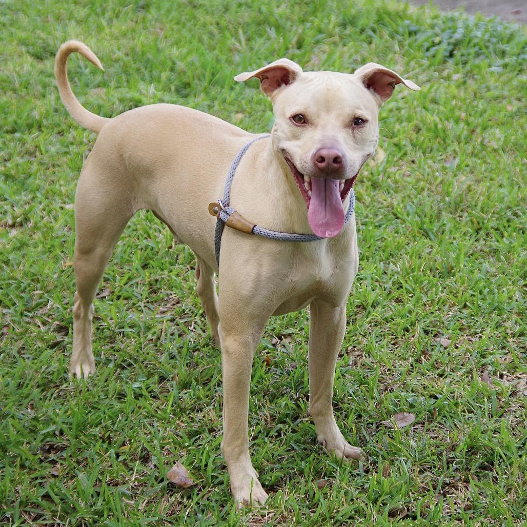 Trooper, Adoptable, Adult Male Terrier.