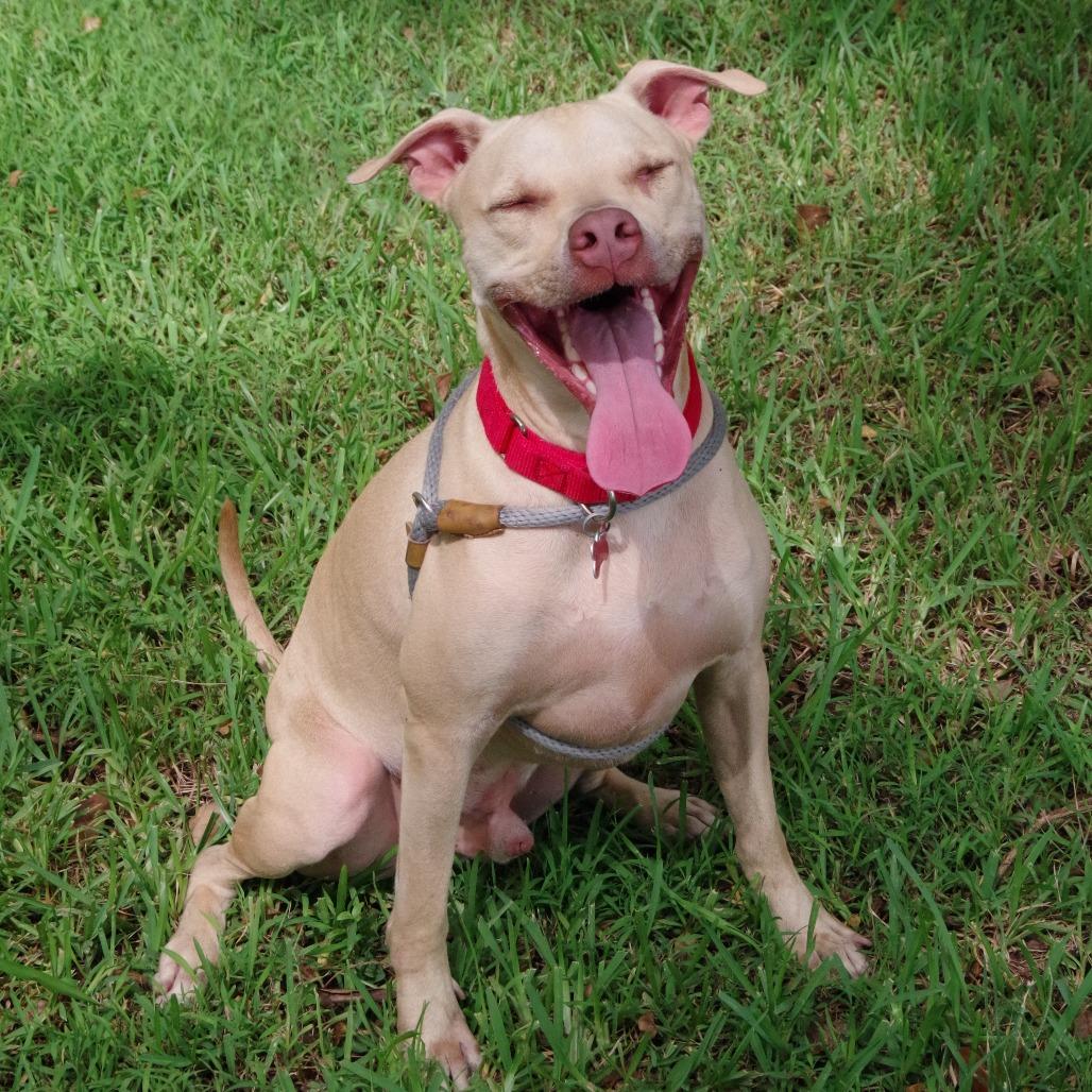 Enlarge Trooper, a Adoptable Terrier in Miami, FL image 2/6