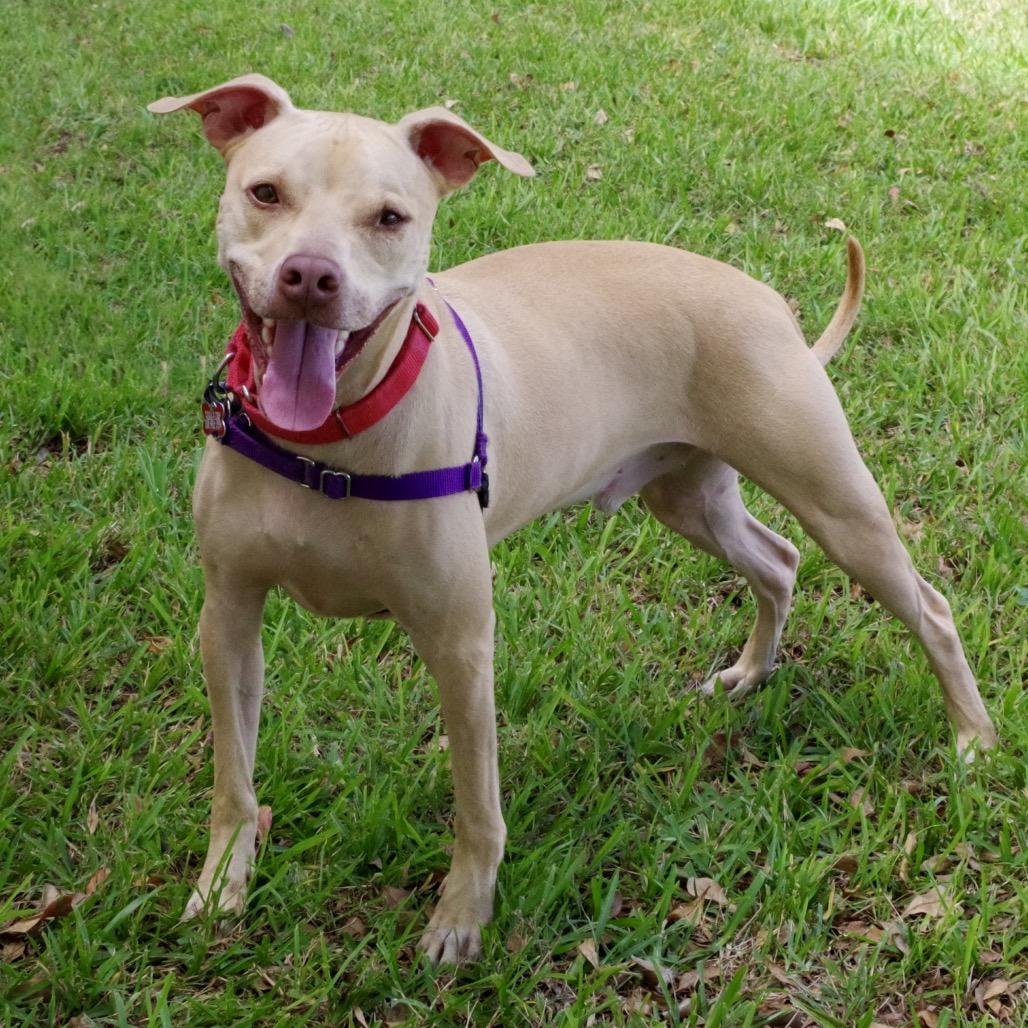 Enlarge Trooper, a Adoptable Terrier in Miami, FL image 3/6