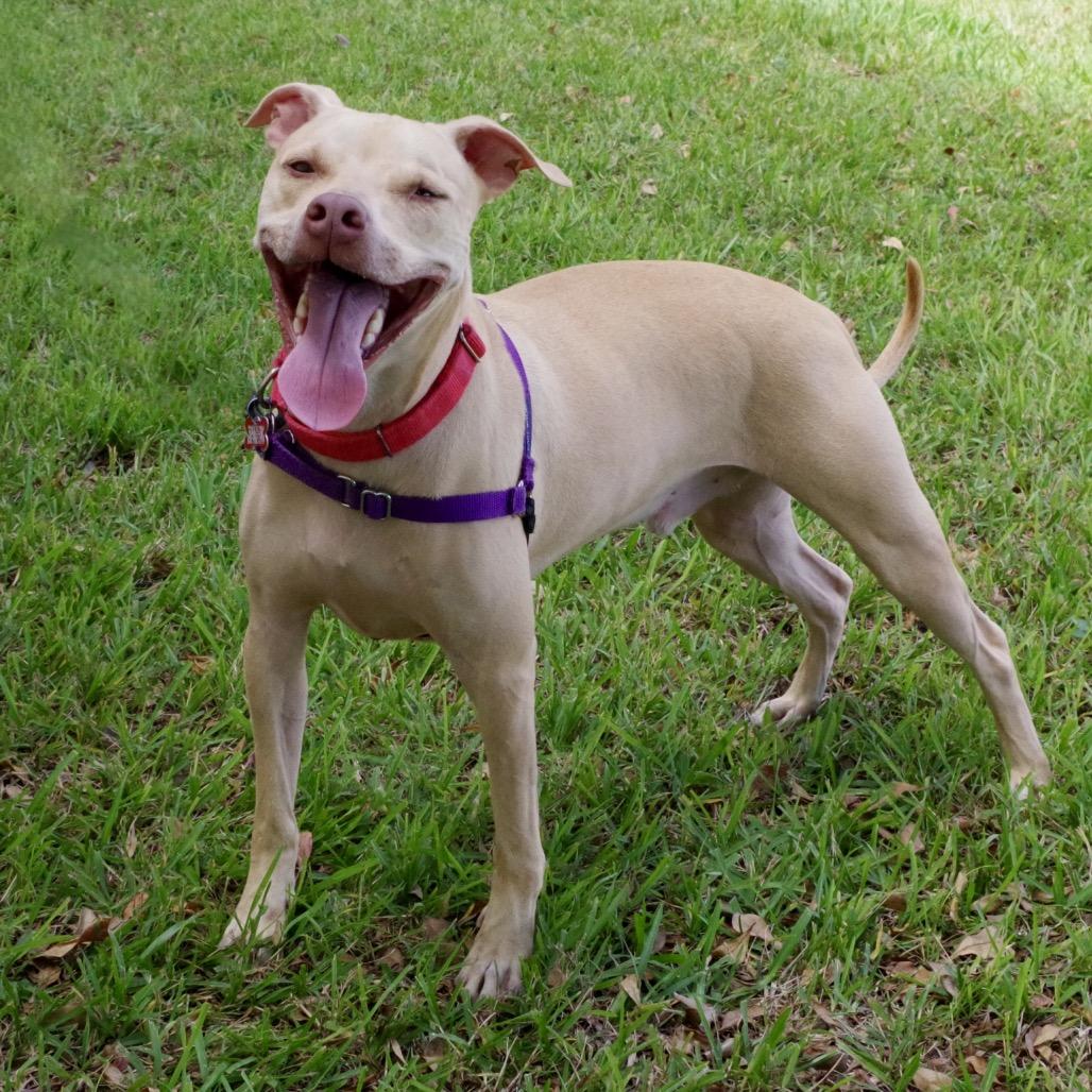 Enlarge Trooper, a Adoptable Terrier in Miami, FL image 4/6