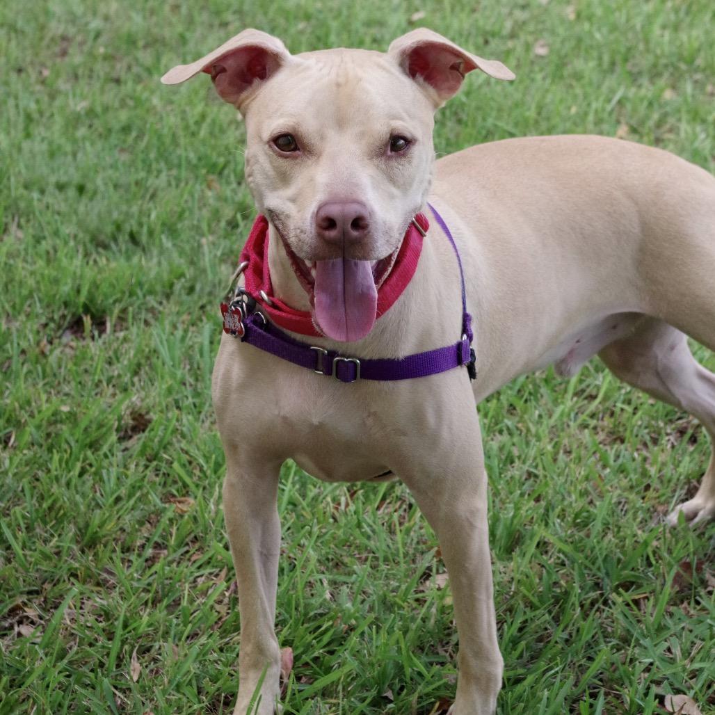 Enlarge Trooper, a Adoptable Terrier in Miami, FL image 5/6