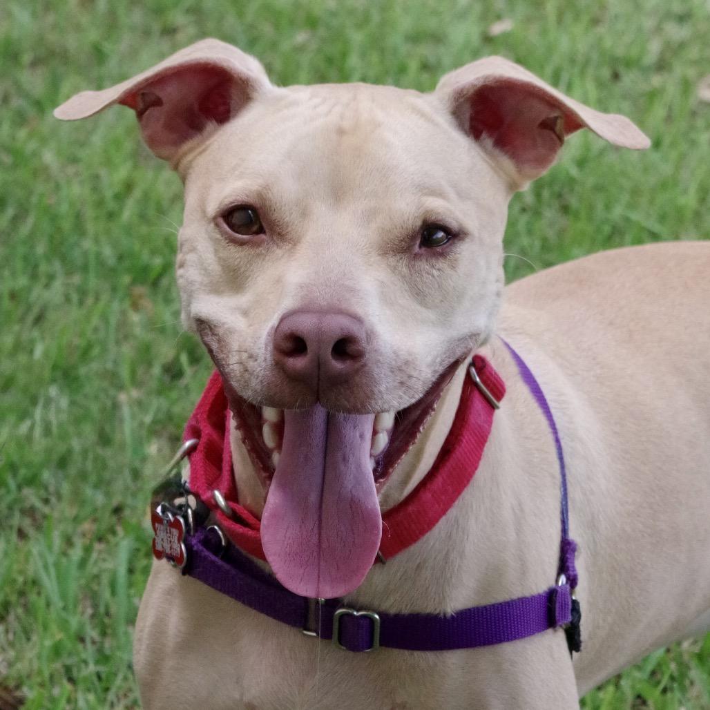 Enlarge Trooper, a Adoptable Terrier in Miami, FL image 6/6