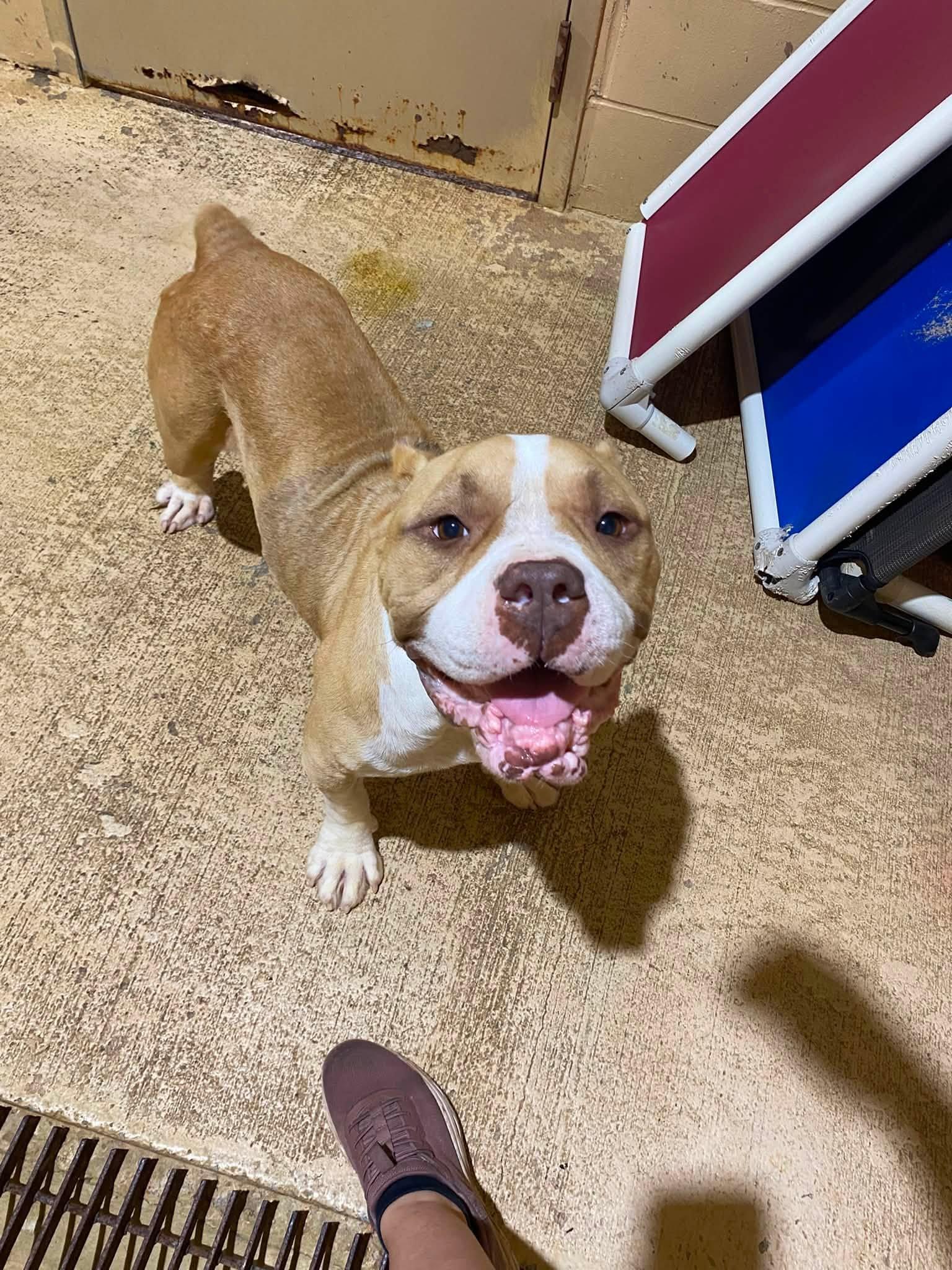 Enlarge PIG, an adoptable American Bully in Newborn, GA image 2/4