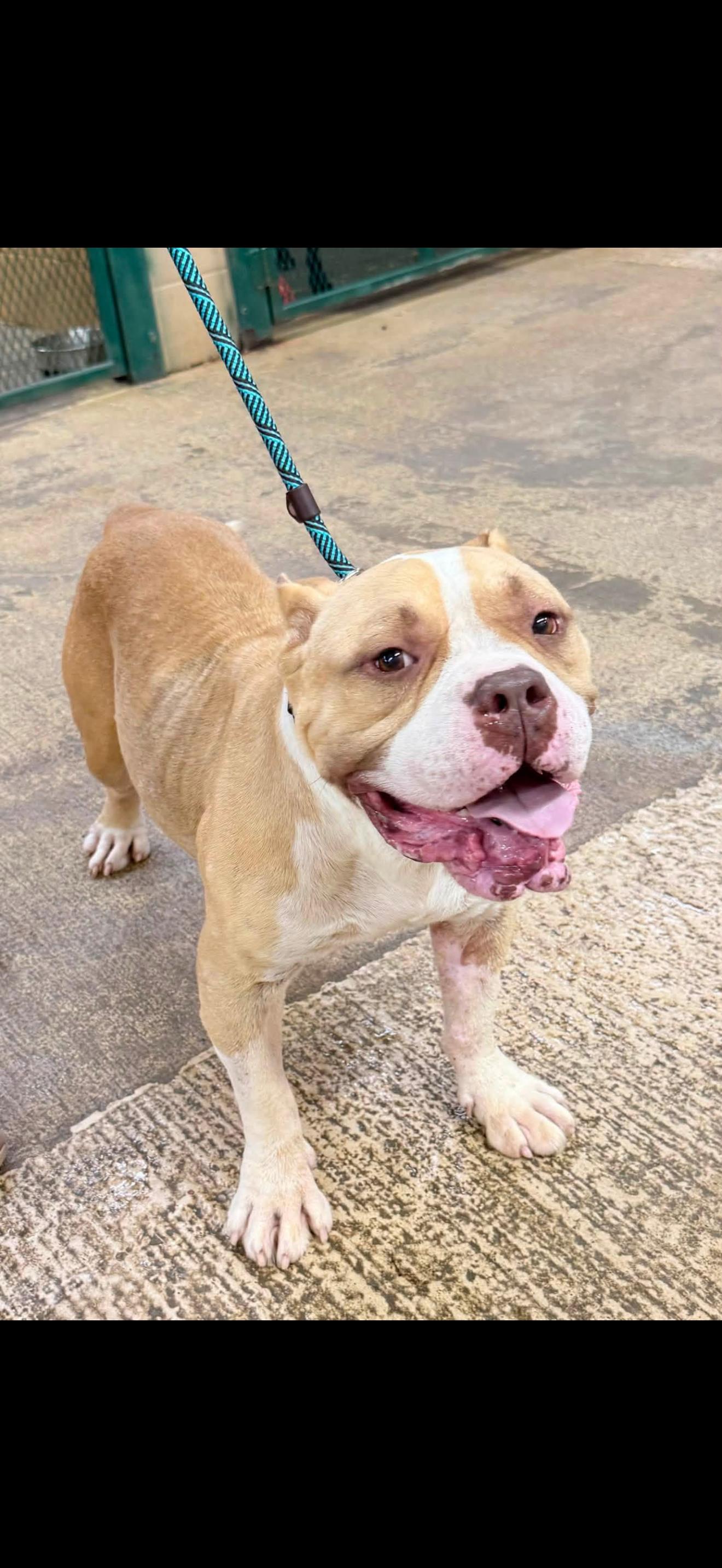 PIG, adoptable, Adult Female American Bully.