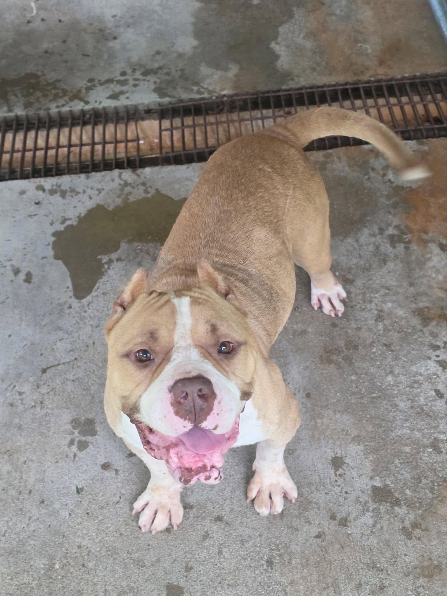 Enlarge PIG, an adoptable American Bully in Newborn, GA image 4/4