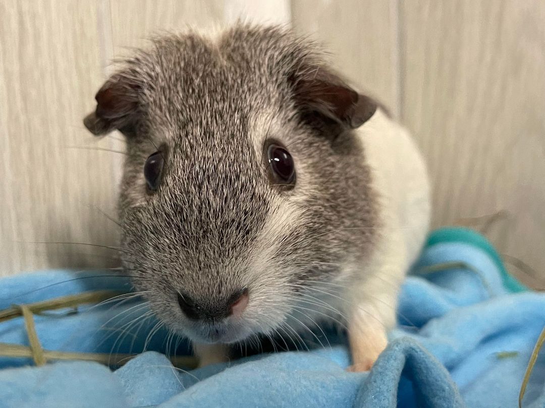Sprinkles, a Adoptable Guinea Pig in Troy, AL image 1/4