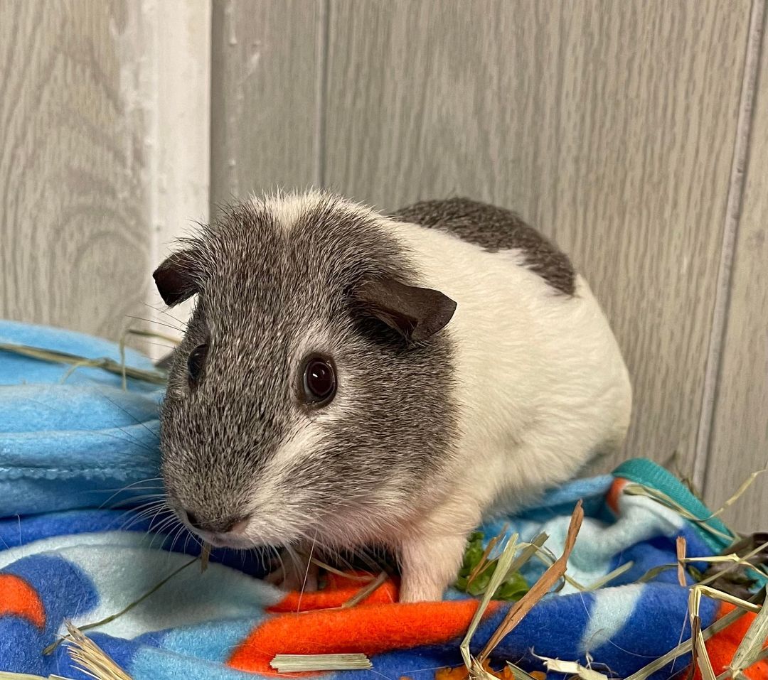 Sprinkles, a Adoptable Guinea Pig in Troy, AL image 2/4
