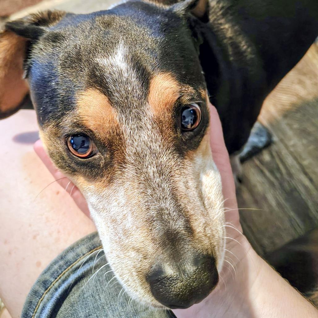 Enlarge Doc CI, a Adoptable mixed breed in Austin, TX image 2/4