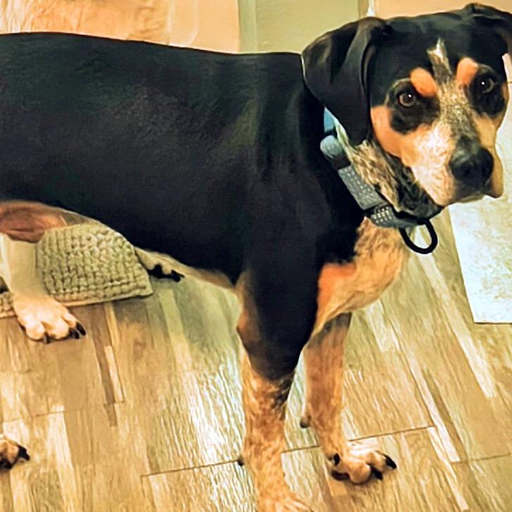 Enlarge Doc CI, a Adoptable mixed breed in Austin, TX image 4/4