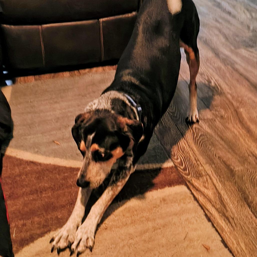 Enlarge Doc CI, a Adoptable mixed breed in Austin, TX image 3/4