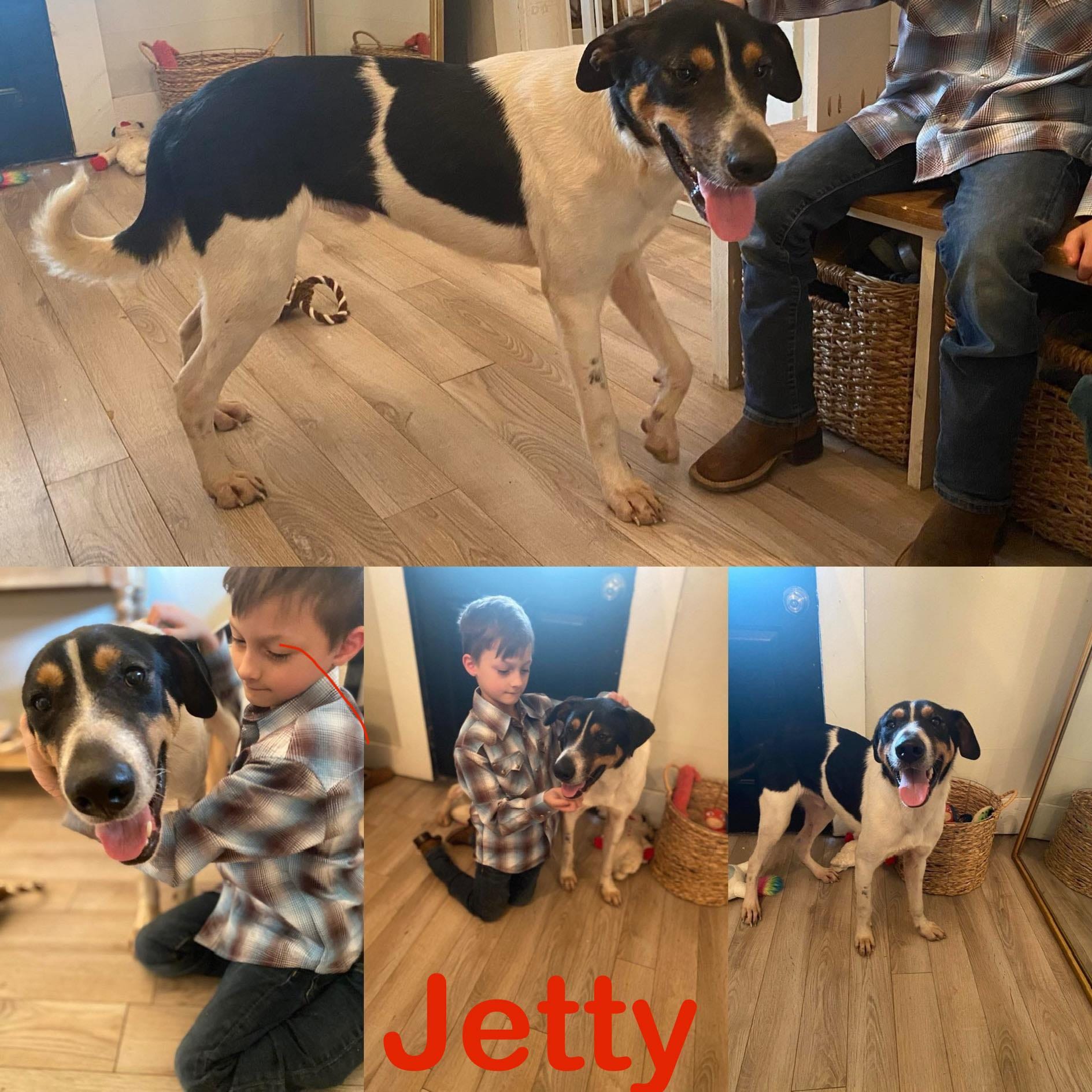 Jetty, an adopted Hound in Halifax , NS_image-1