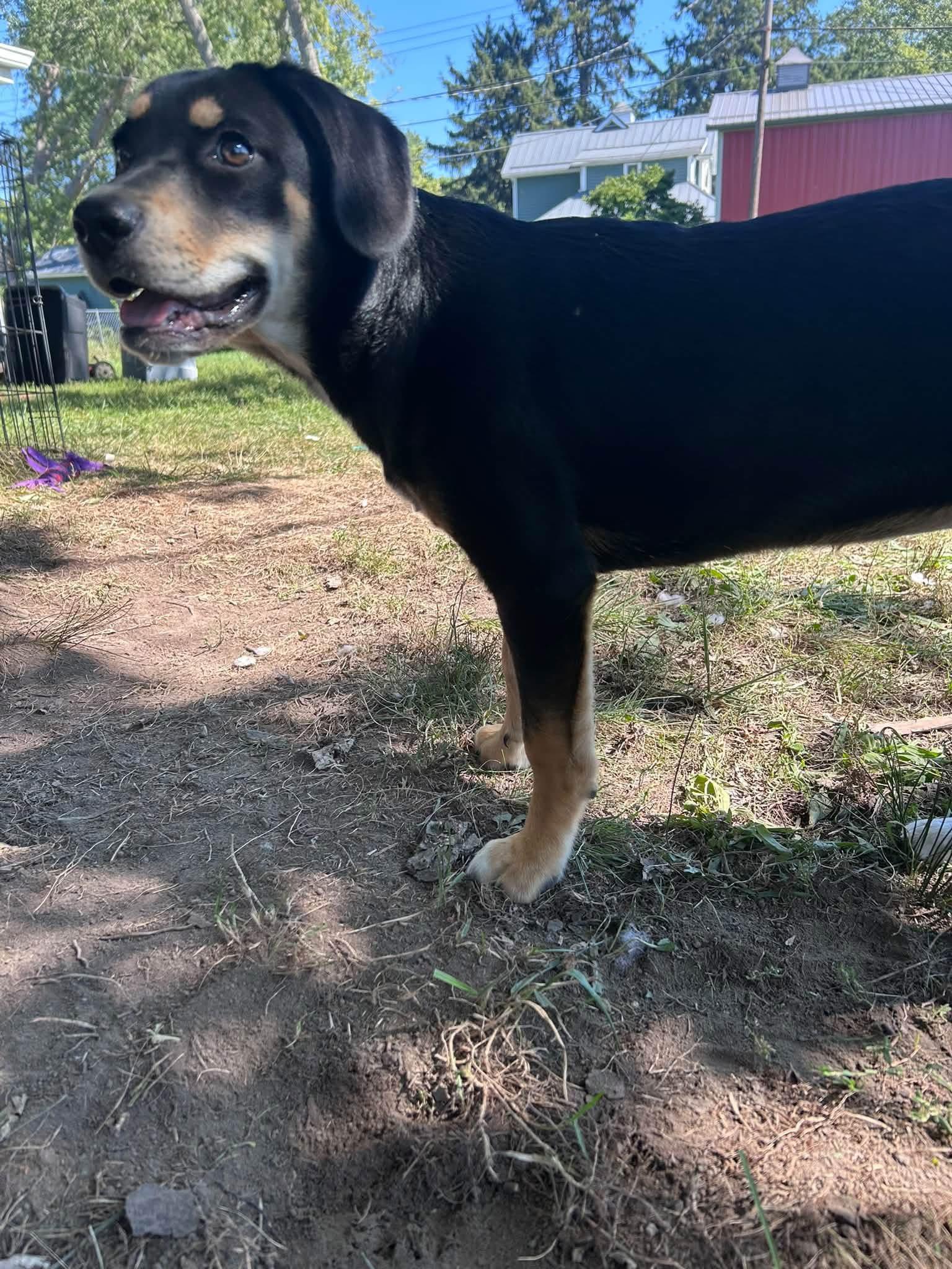 Enlarge Izzy, a Adoptable mixed breed in Muncie, IN image 4/6