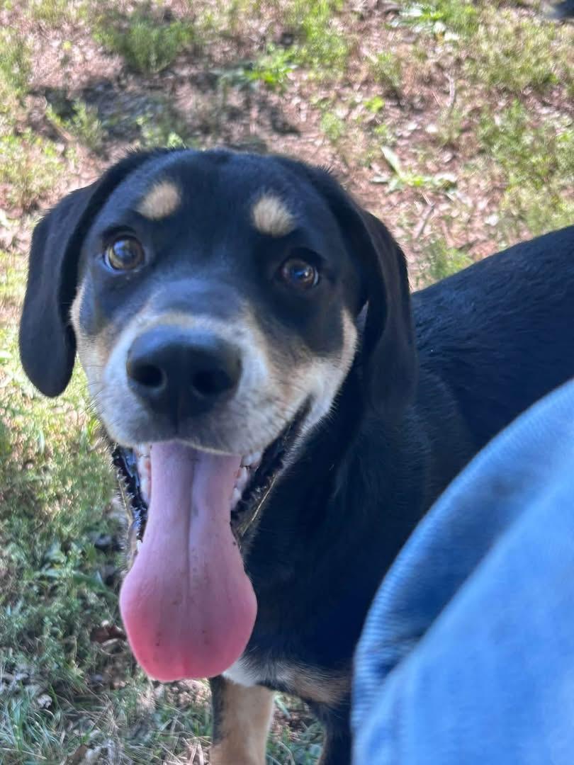 Izzy, Adoptable, Puppy Female Beagle.