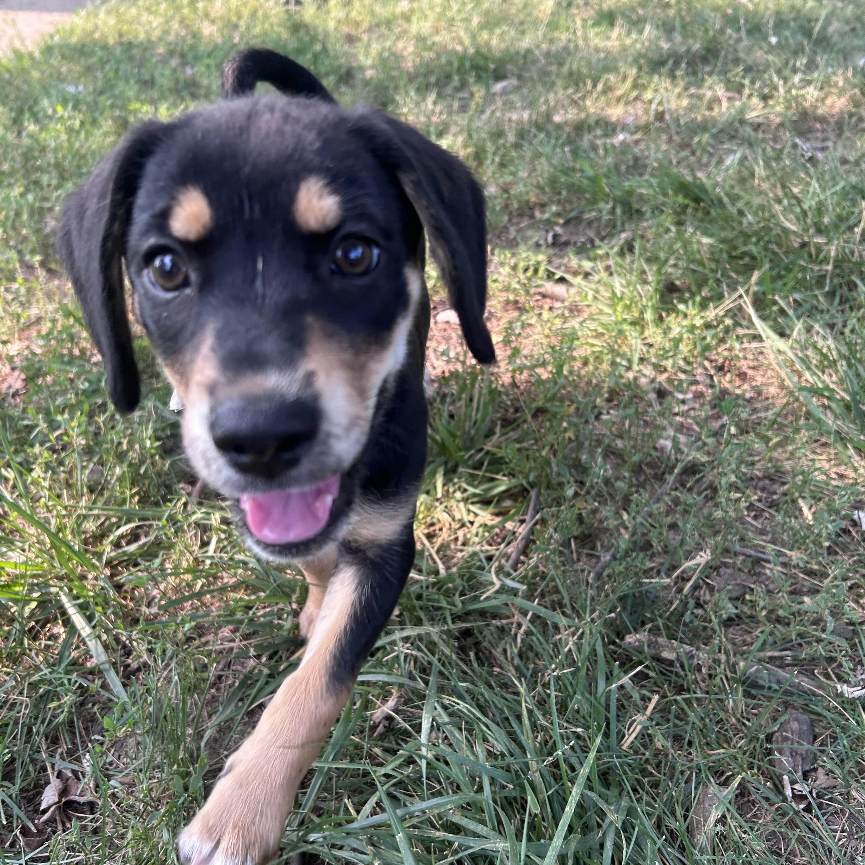 Izzy, ADOPTABLE, Puppy Female Beagle.
