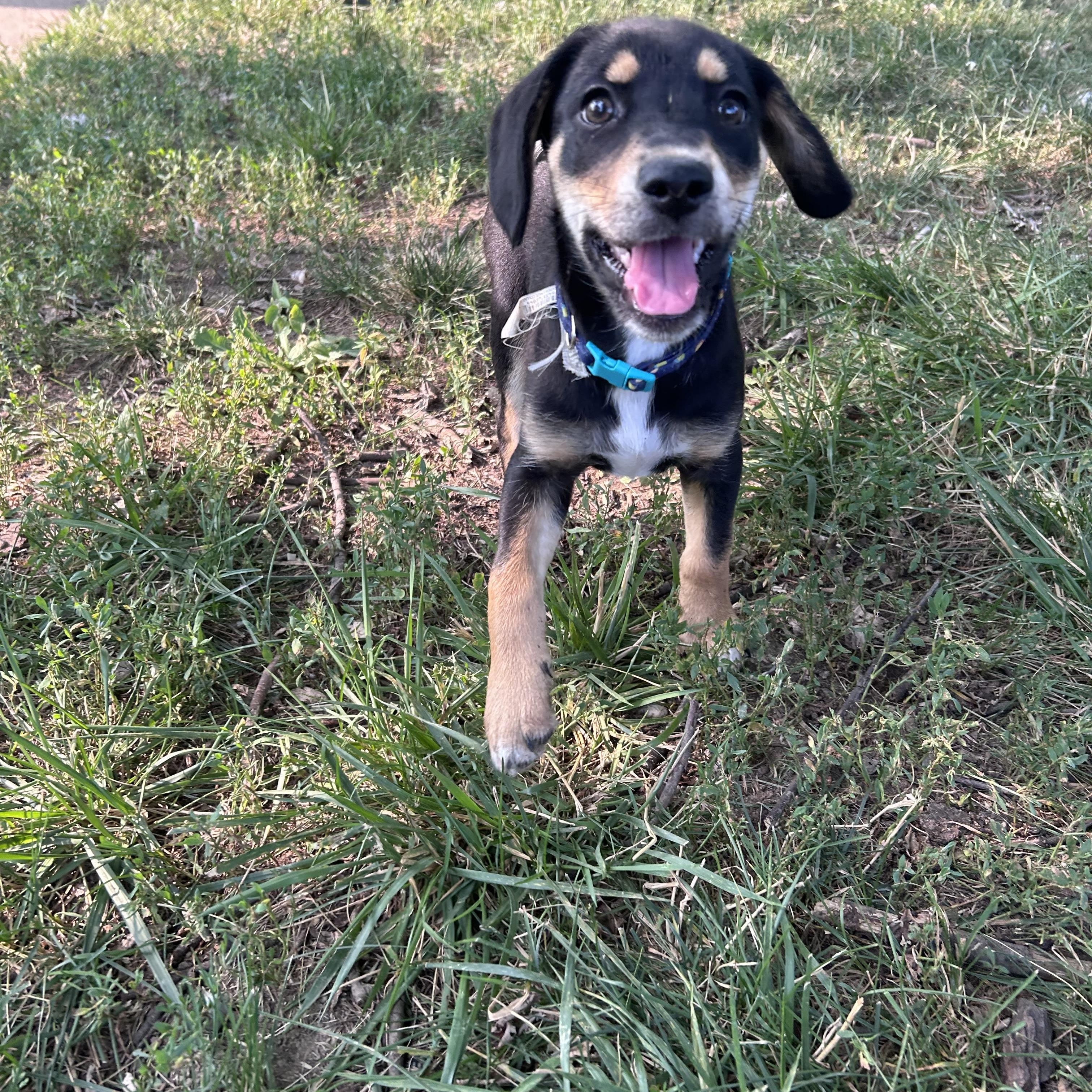 Izzy, a ADOPTABLE mixed breed in Muncie, IN image 2/4