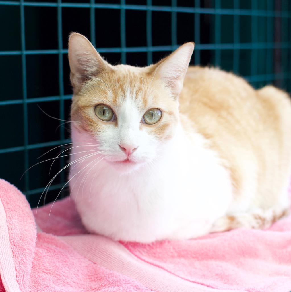 Enlarge Magnolia, a Adoptable mixed breed in Los Angeles, CA image 1/6