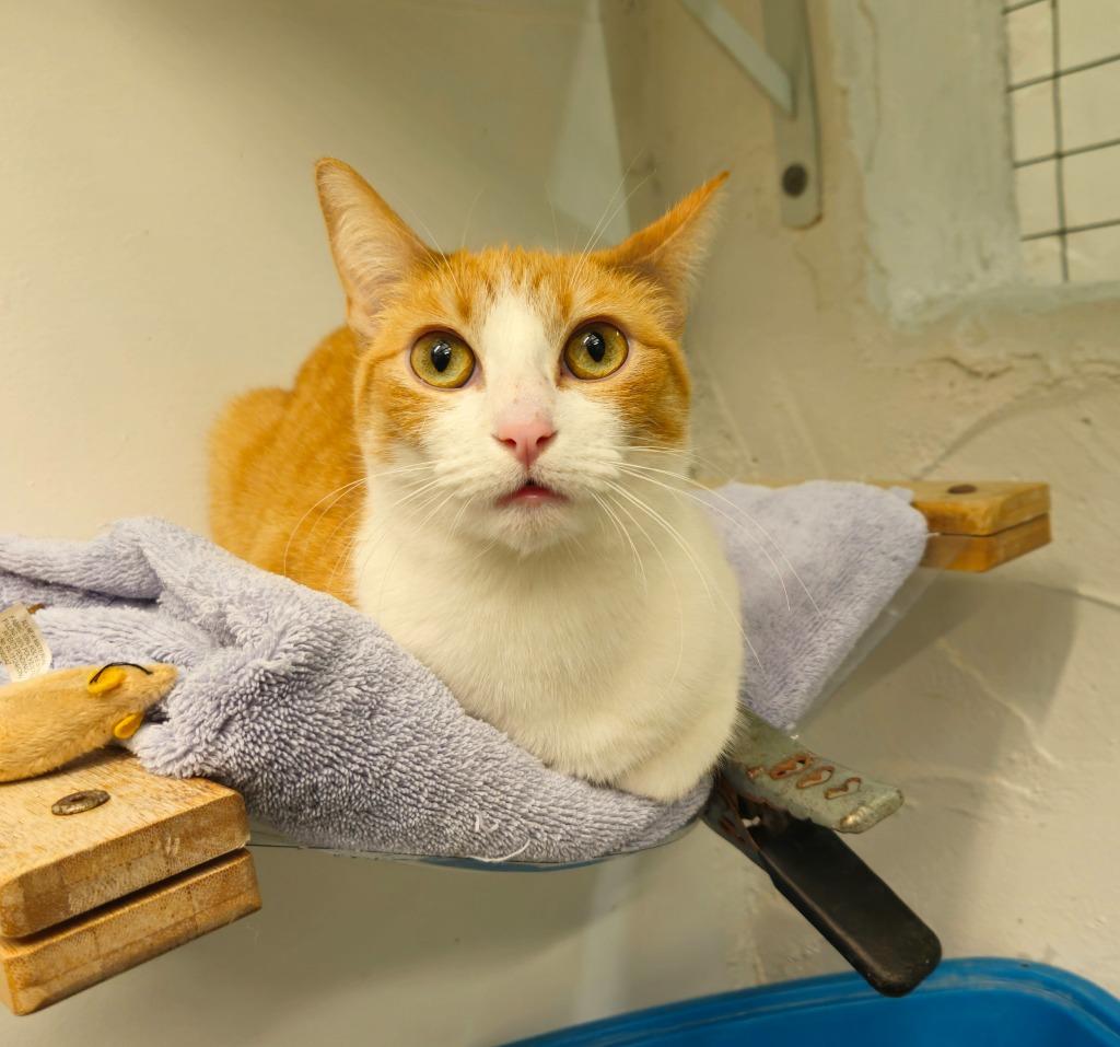 Magnolia, Adoptable, Adult Female Domestic Short Hair.