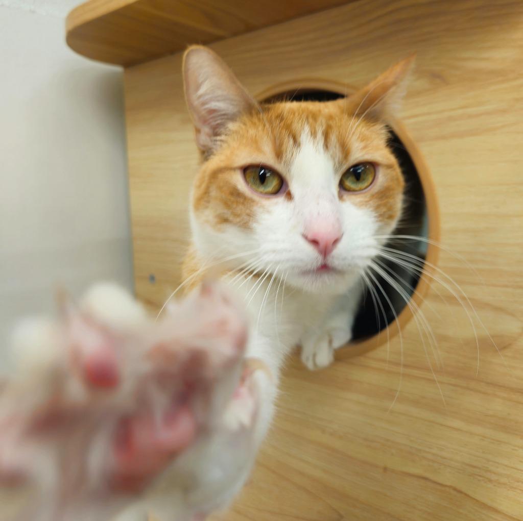 Enlarge Magnolia, a Adoptable mixed breed in Los Angeles, CA image 5/6