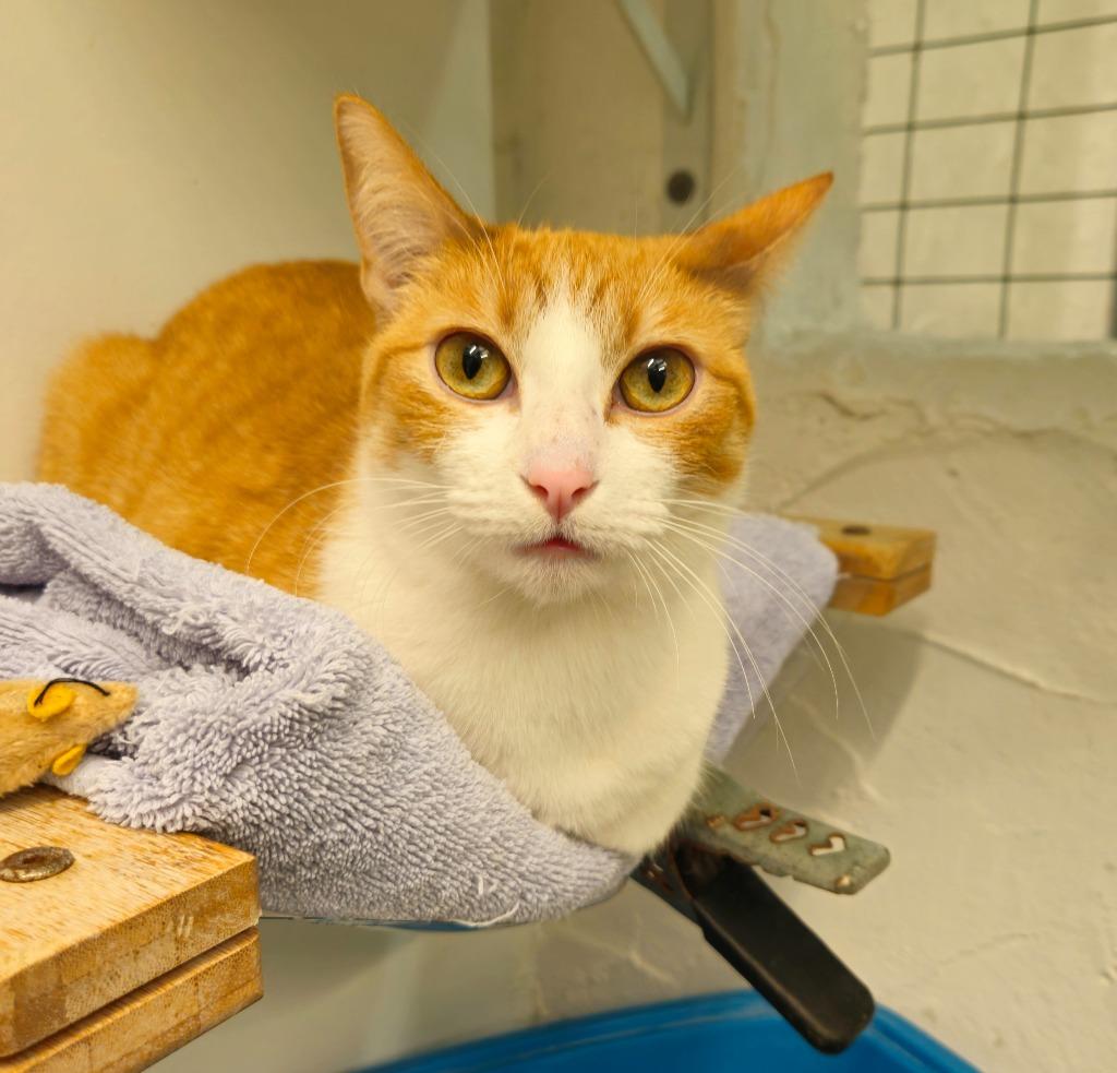 Magnolia, Adoptable, Adult Female Domestic Short Hair.