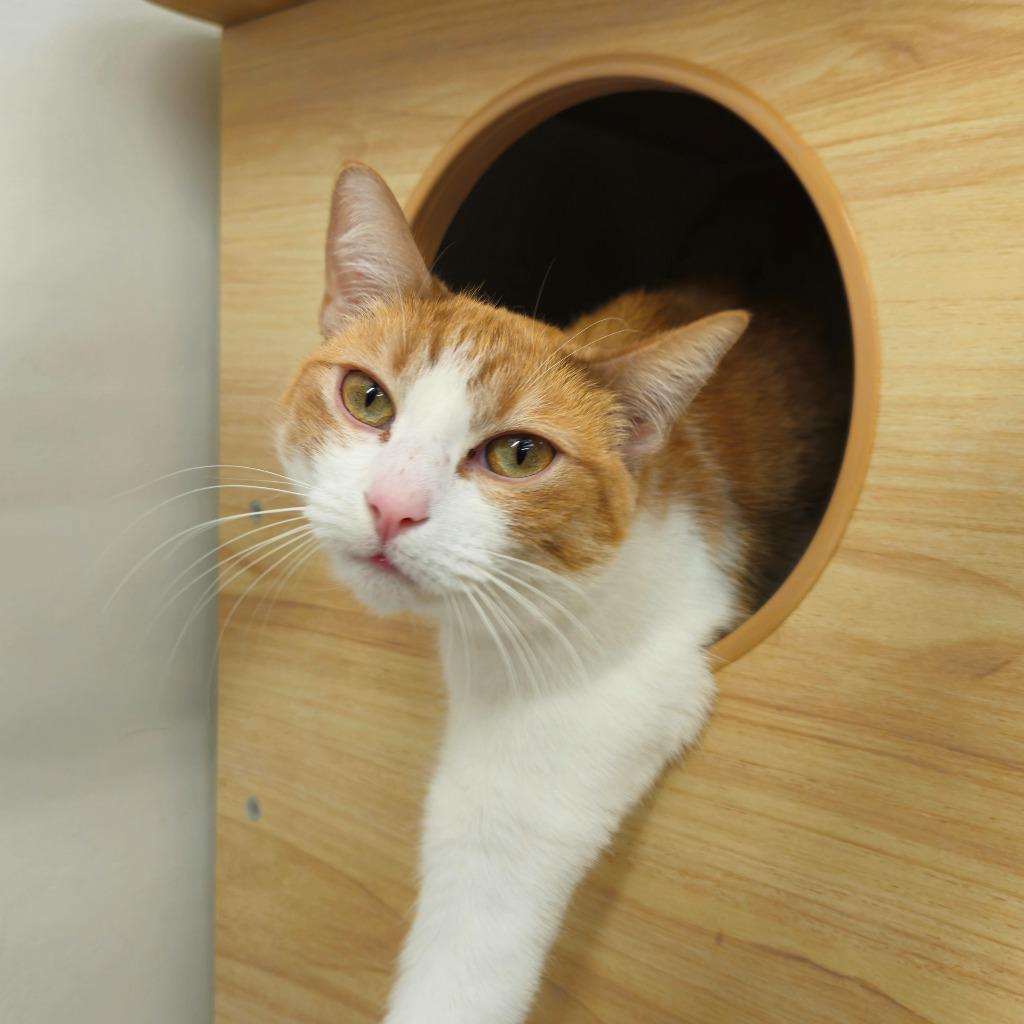 Enlarge Magnolia, a Adoptable mixed breed in Los Angeles, CA image 3/6