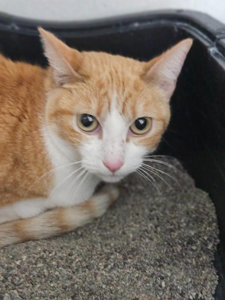 Enlarge Magnolia, a Adoptable mixed breed in Los Angeles, CA image 5/6