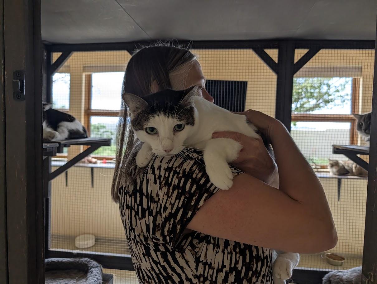 Enlarge Brucie Lee, a Adoptable Domestic Short Hair in Sonoita, AZ image 2/5