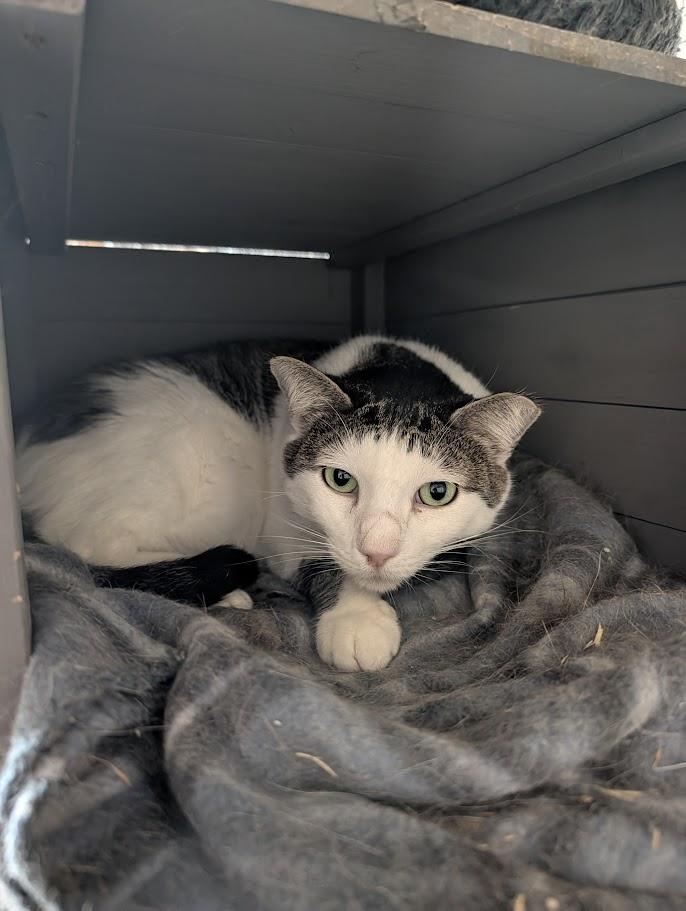 Enlarge Brucie Lee, a Adoptable Domestic Short Hair in Sonoita, AZ image 3/5