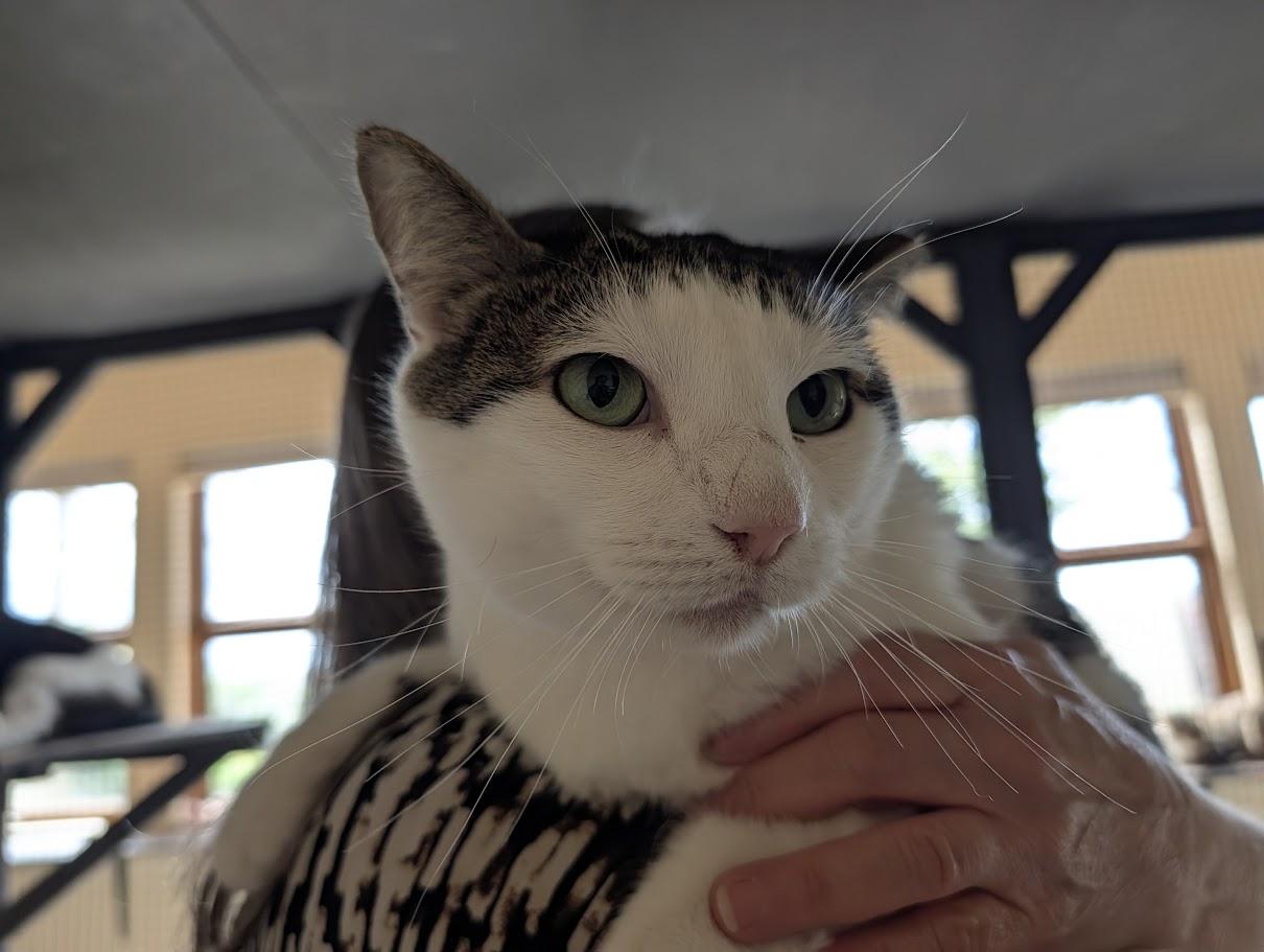Enlarge Brucie Lee, a Adoptable Domestic Short Hair in Sonoita, AZ image 1/5