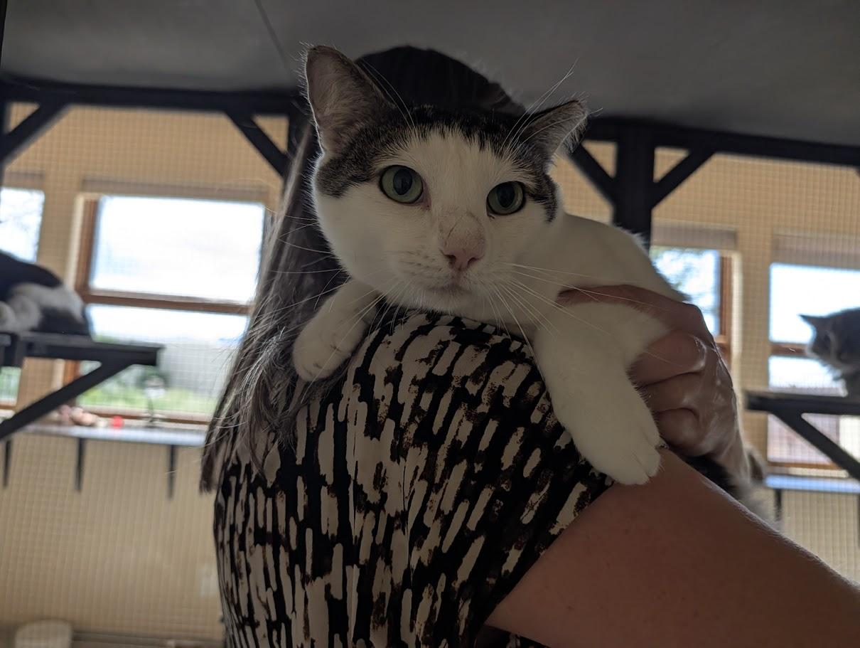 Enlarge Brucie Lee, a Adoptable Domestic Short Hair in Sonoita, AZ image 4/5