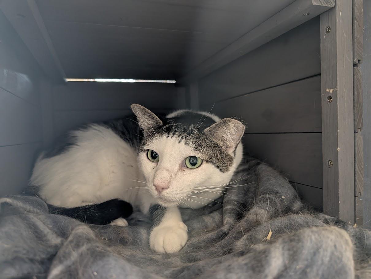 Enlarge Brucie Lee, a Adoptable Domestic Short Hair in Sonoita, AZ image 5/5