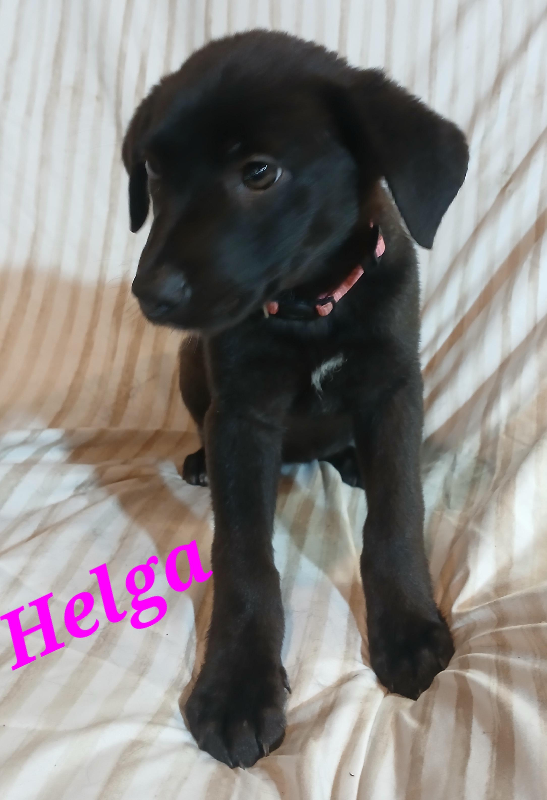 Helga, ADOPTABLE, Puppy Female German Shepherd Dog.