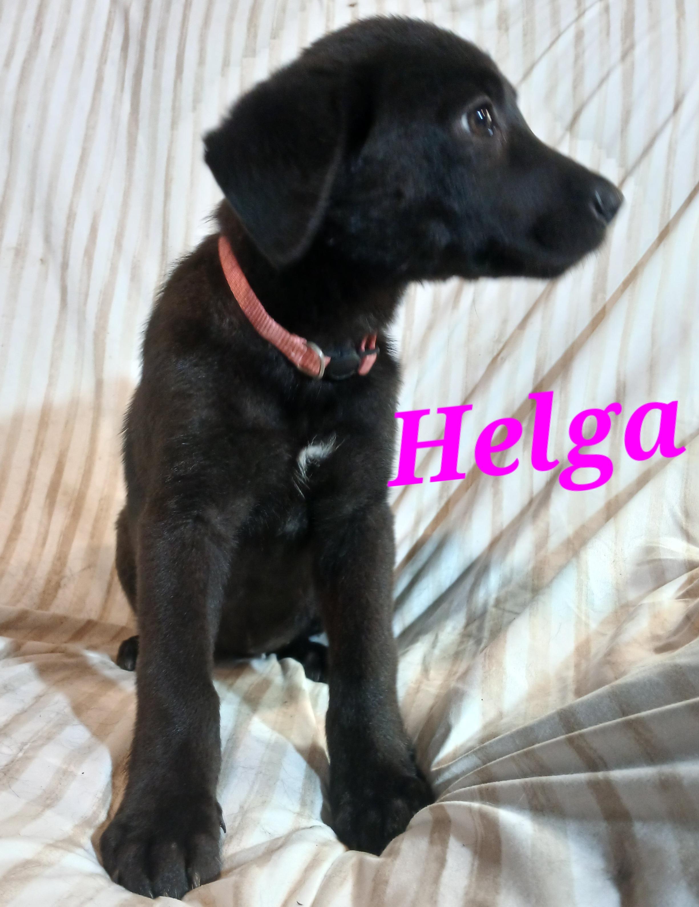 Helga, a ADOPTABLE mixed breed in Rome, GA image 2/2