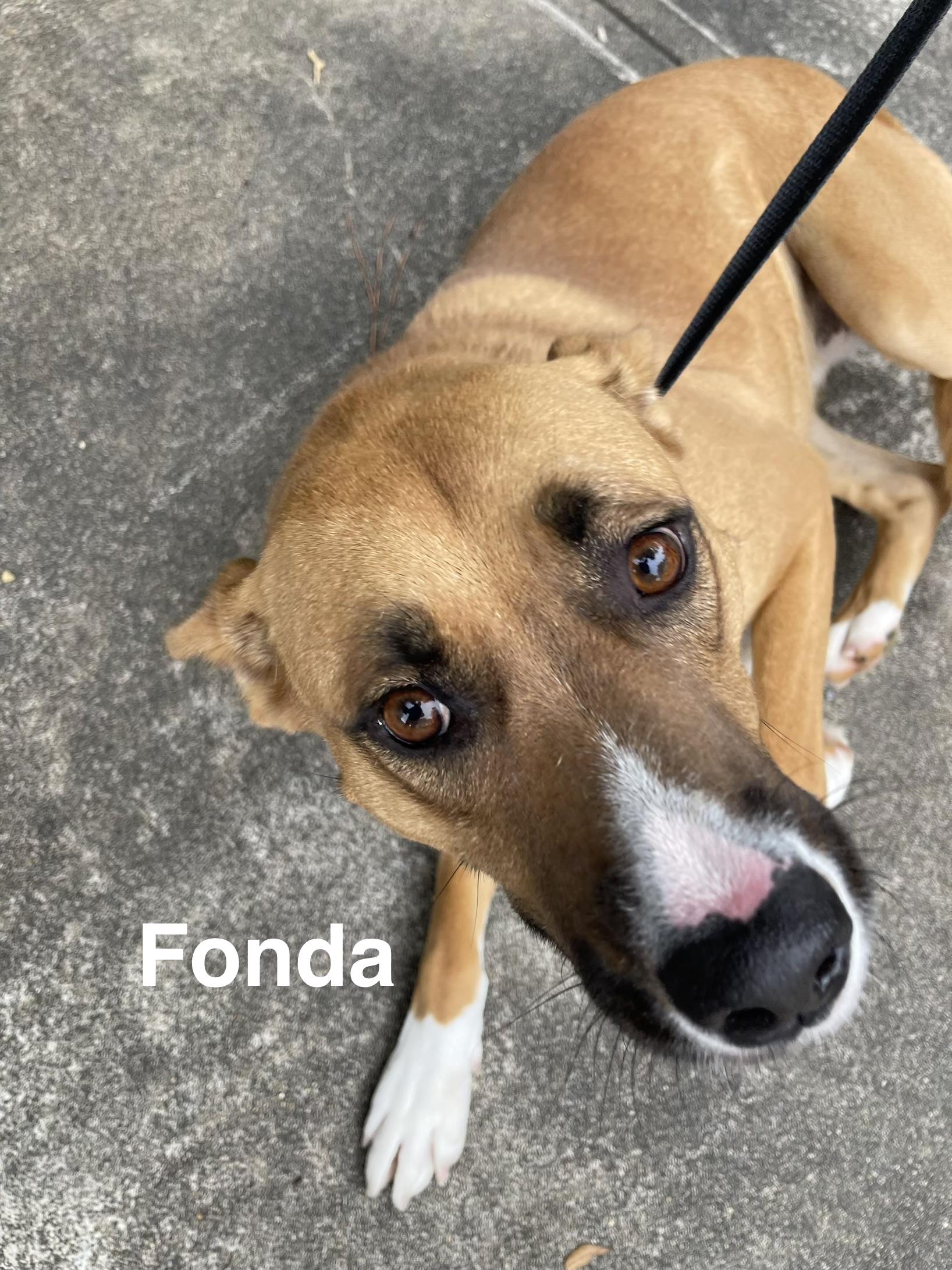 Enlarge Fonda, a Adoptable Mixed Breed in Alexander City, AL image 1/1