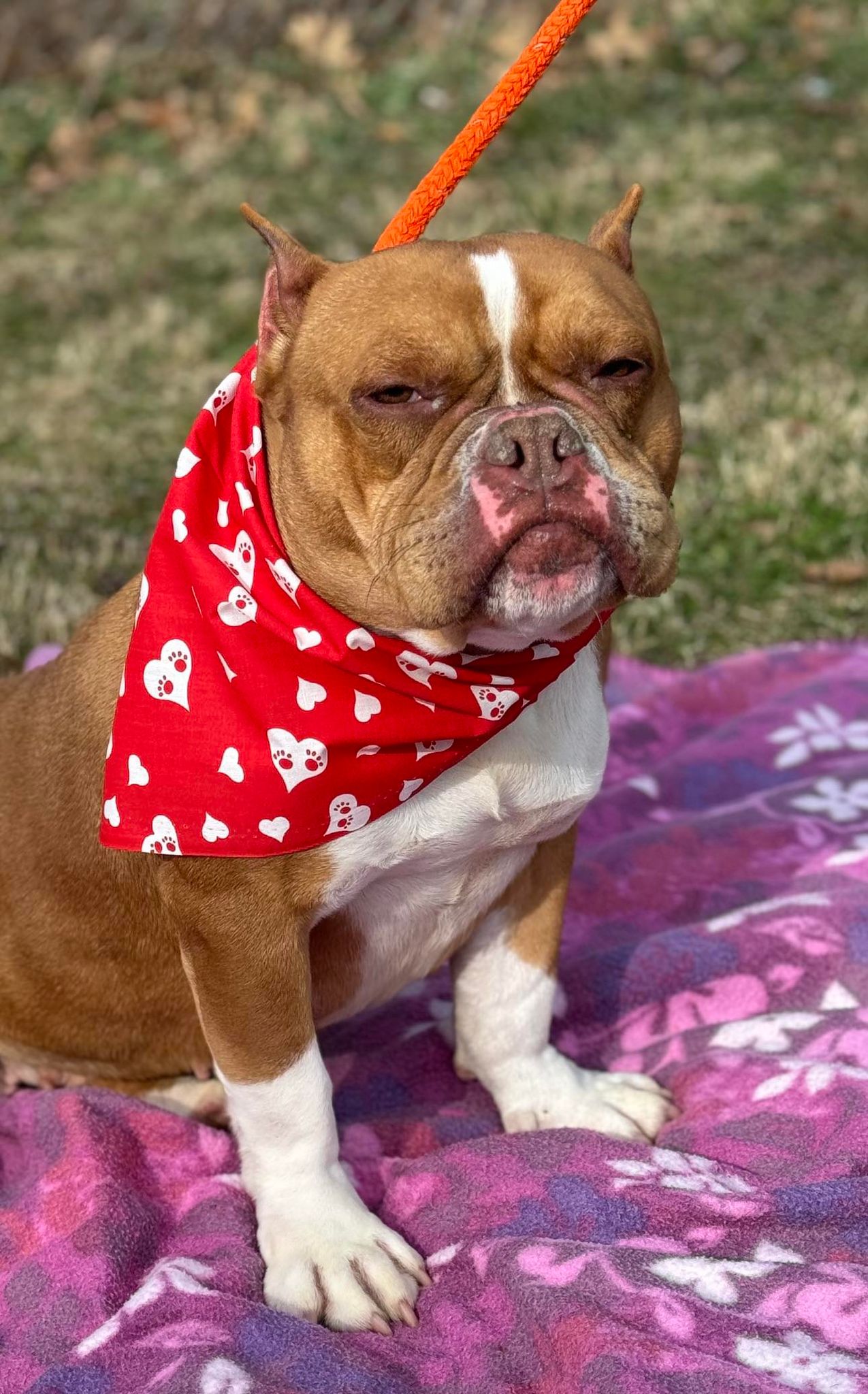 Beautiful, Adoptable, Adult Female American Staffordshire Terrier.