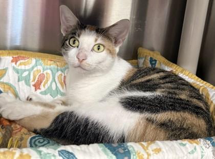 Enlarge Hilton, a Adoptable mixed breed in Venice, FL image 1/3