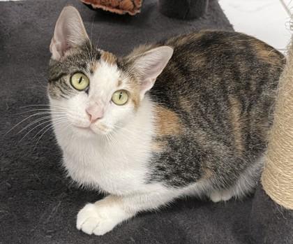 Enlarge Hilton, a Adoptable mixed breed in Venice, FL image 2/3