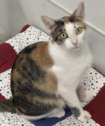 Enlarge Hilton, a Adoptable mixed breed in Venice, FL image 3/3