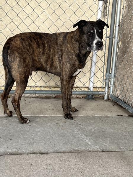 Loki, Adoptable, Adult Male Pit Bull Terrier.