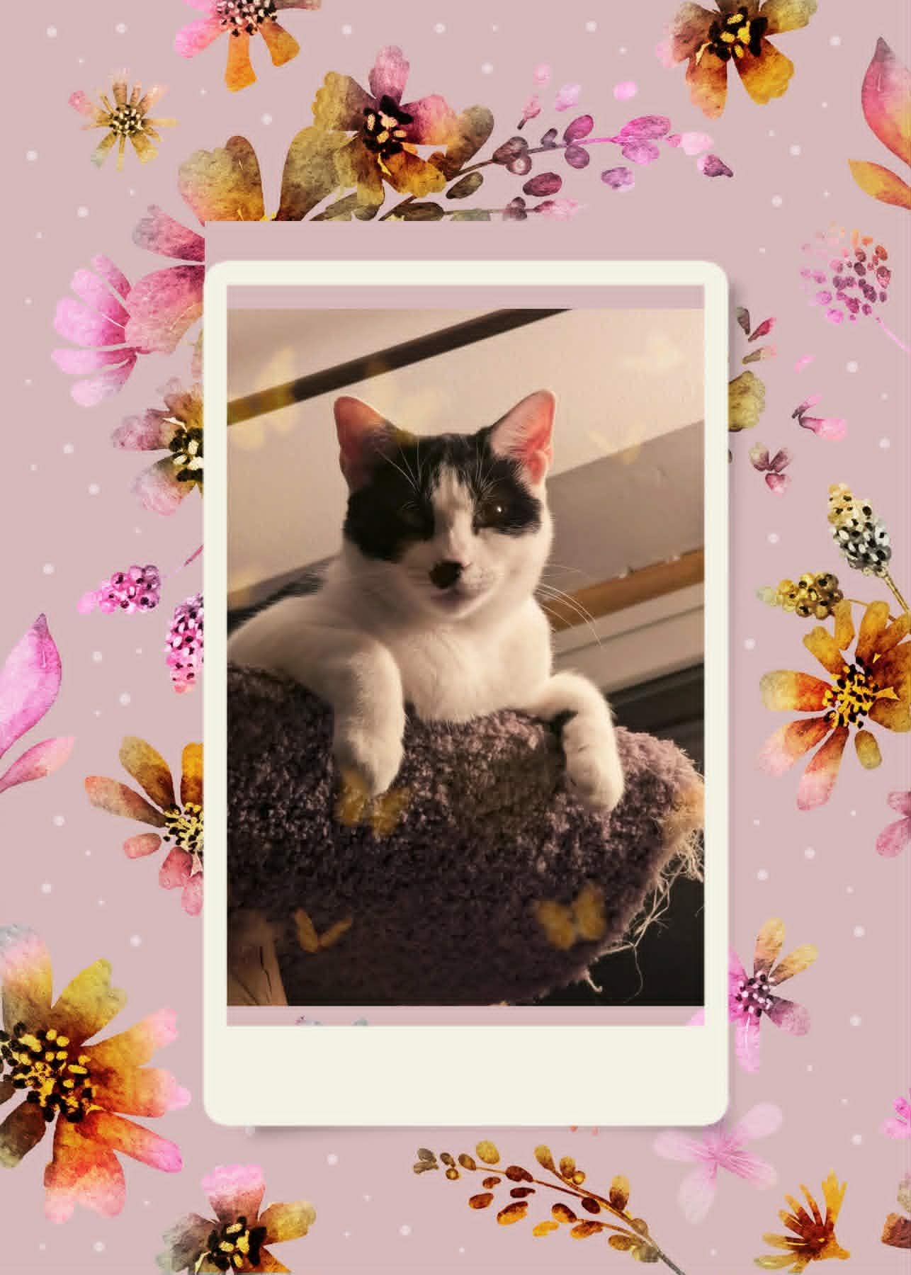 CLEO, ADOPTABLE, Adult Female Domestic Short Hair.