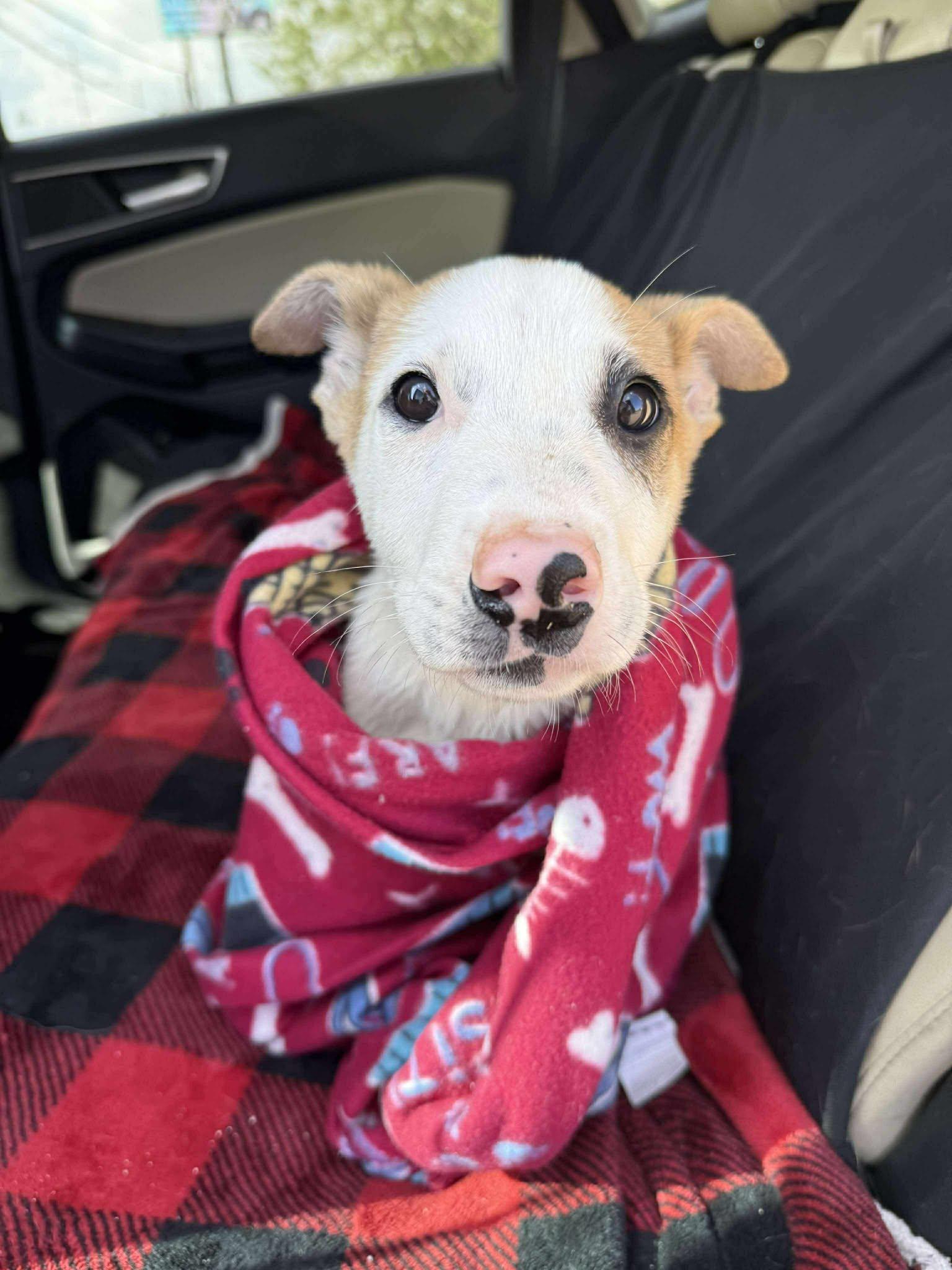 Spike , Adoptable, Puppy Male Jack Russell Terrier.