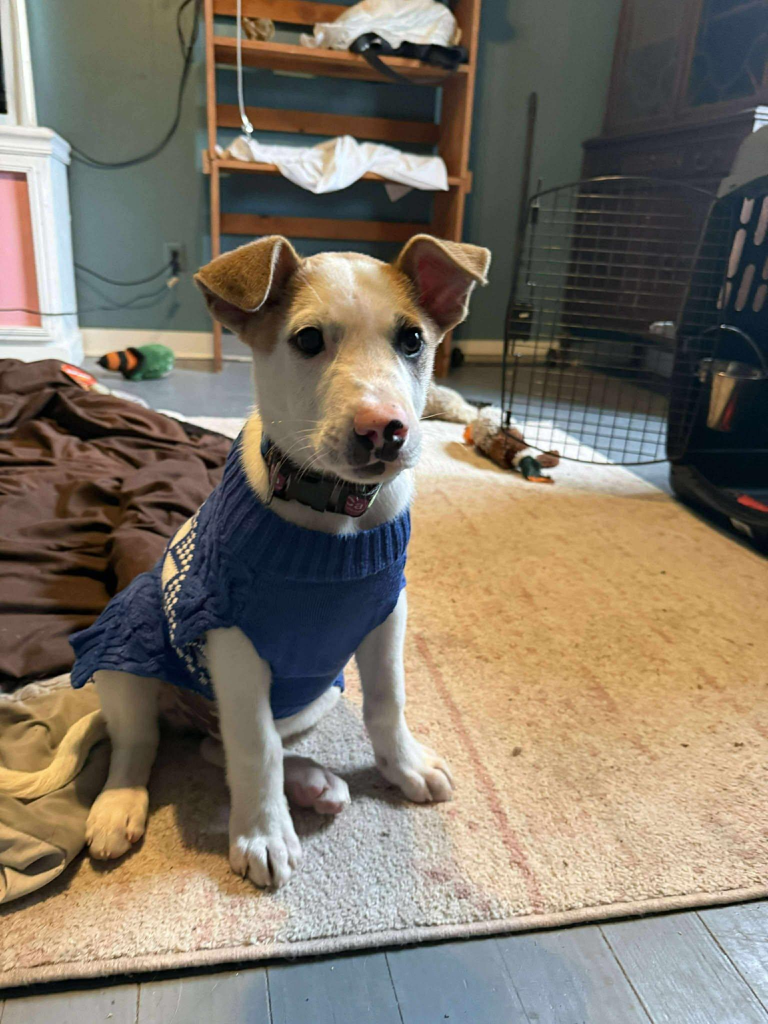 Enlarge Spike , a Adoptable mixed breed in Elkhorn, WI image 2/3